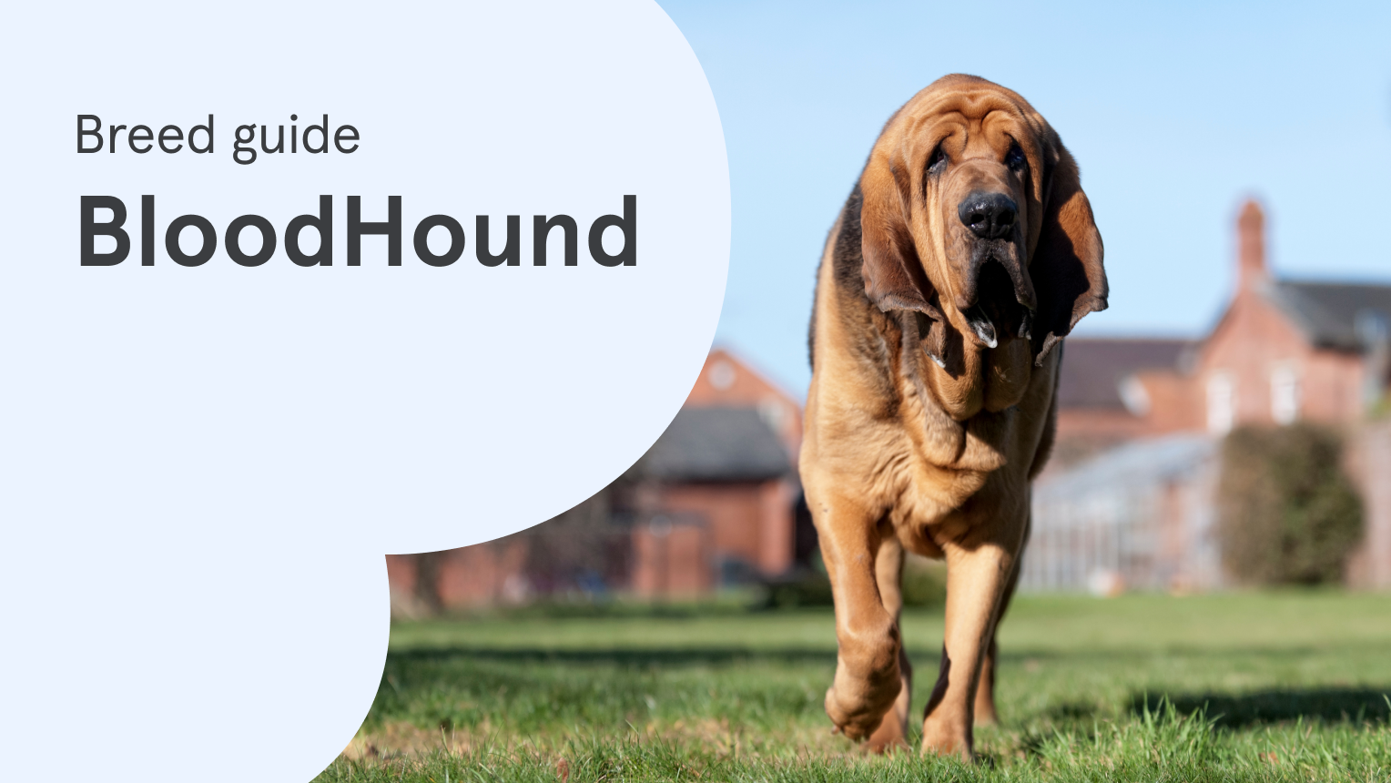 Bloodhound Dog Breed – The Stkr Store, image size:1528x860
