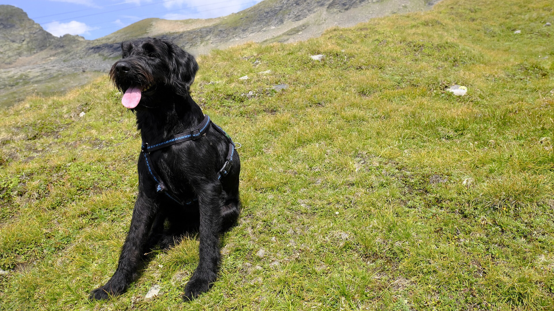 do labradoodles slobber