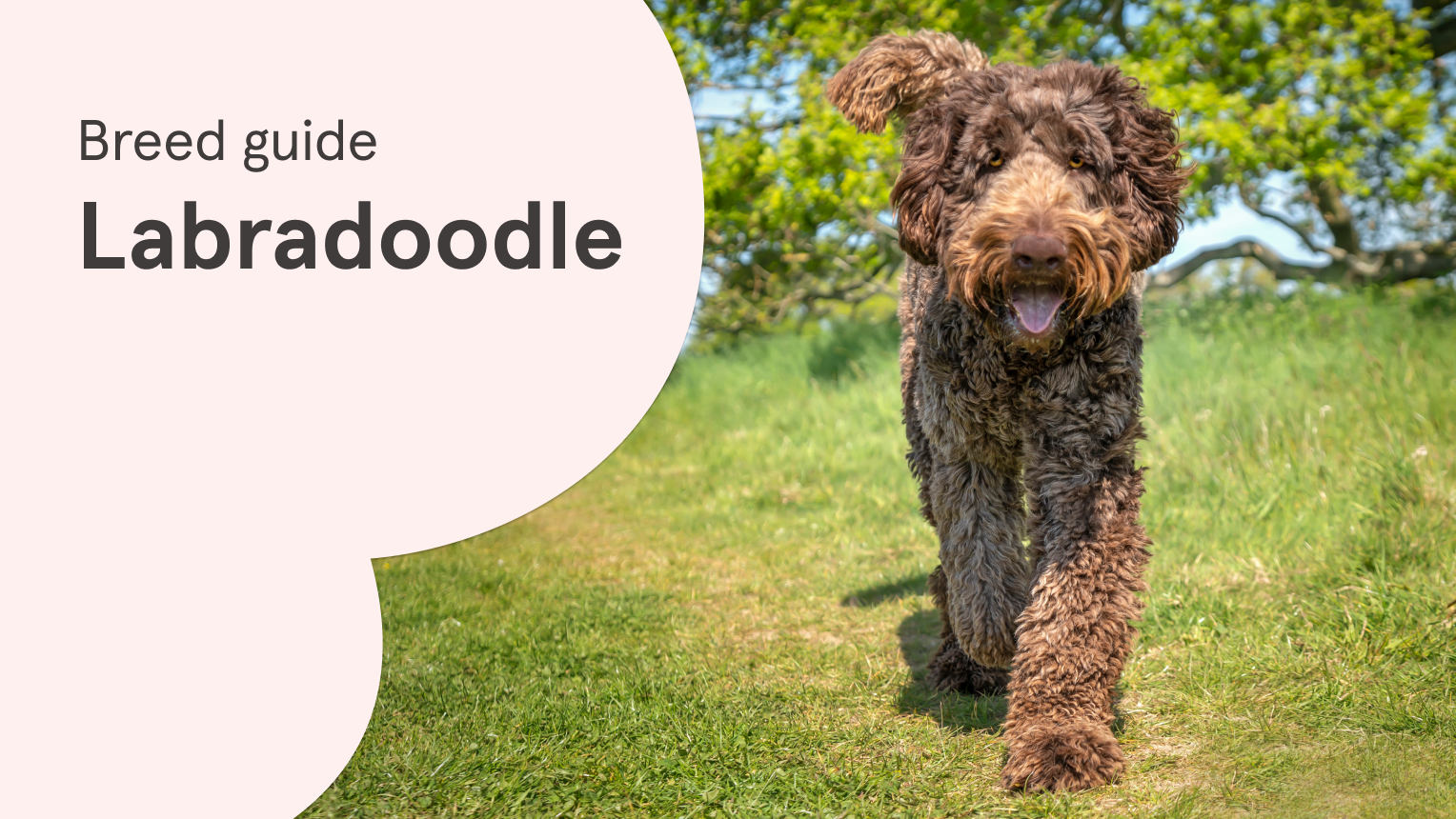 do labradoodles slobber