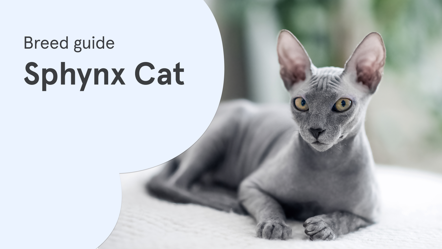 Everything you need to know about: Sphynx Cats | Napo Pet Care