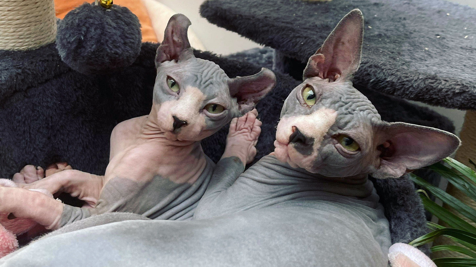 Everything you need to know about: Sphynx Cats | Napo Pet Care