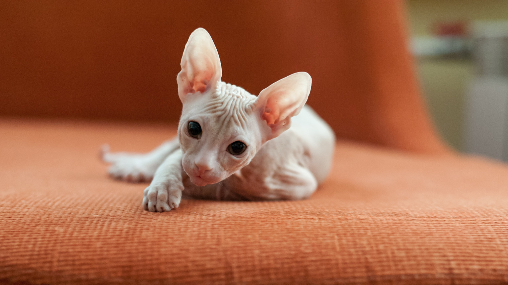 Everything you need to know about: Sphynx Cats | Napo Pet Care