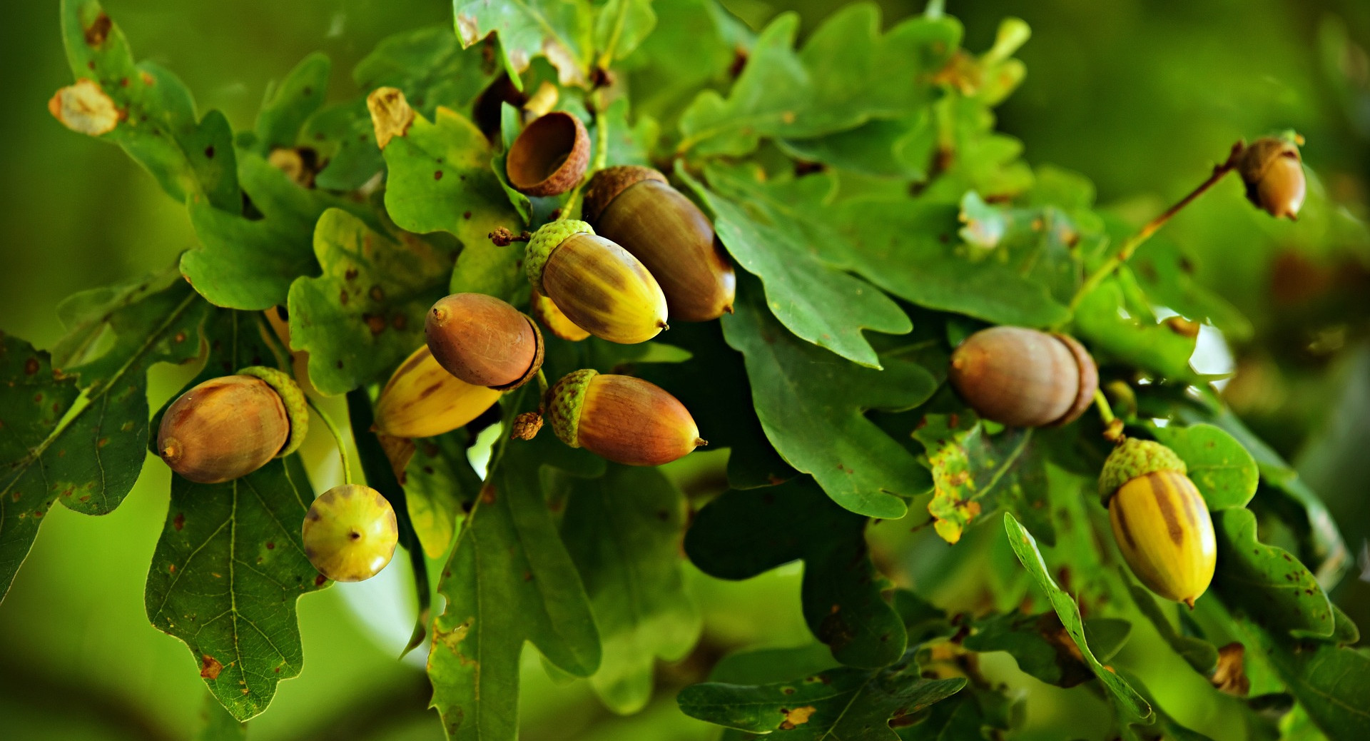 Acorns poisonous to dogs hotsell