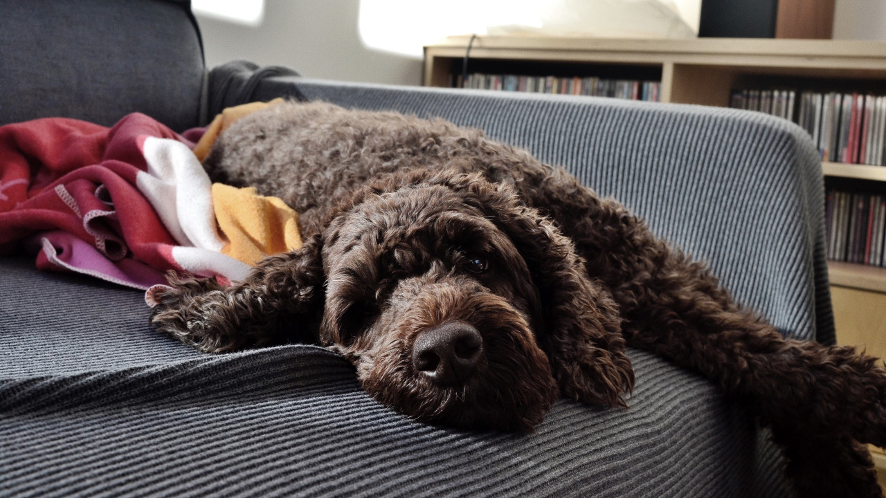 do labradoodles slobber