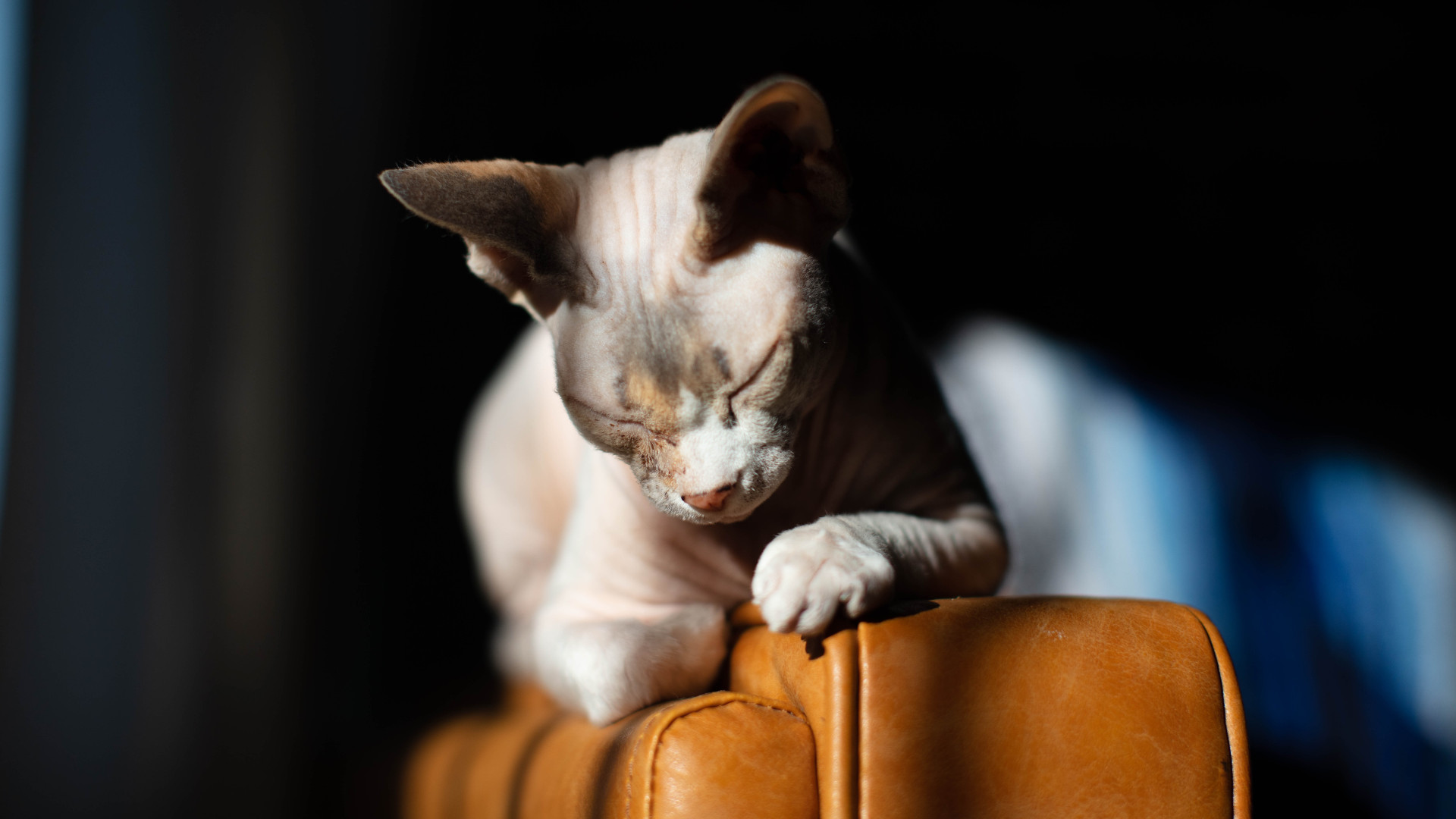 Everything you need to know about: Sphynx Cats | Napo Pet Care