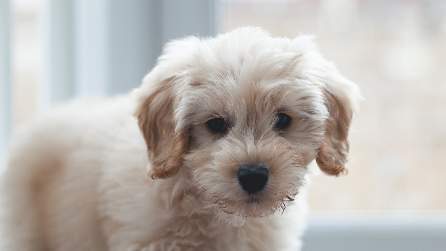 Cockapoo shops family dog